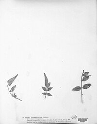 Phoma jasminicola image